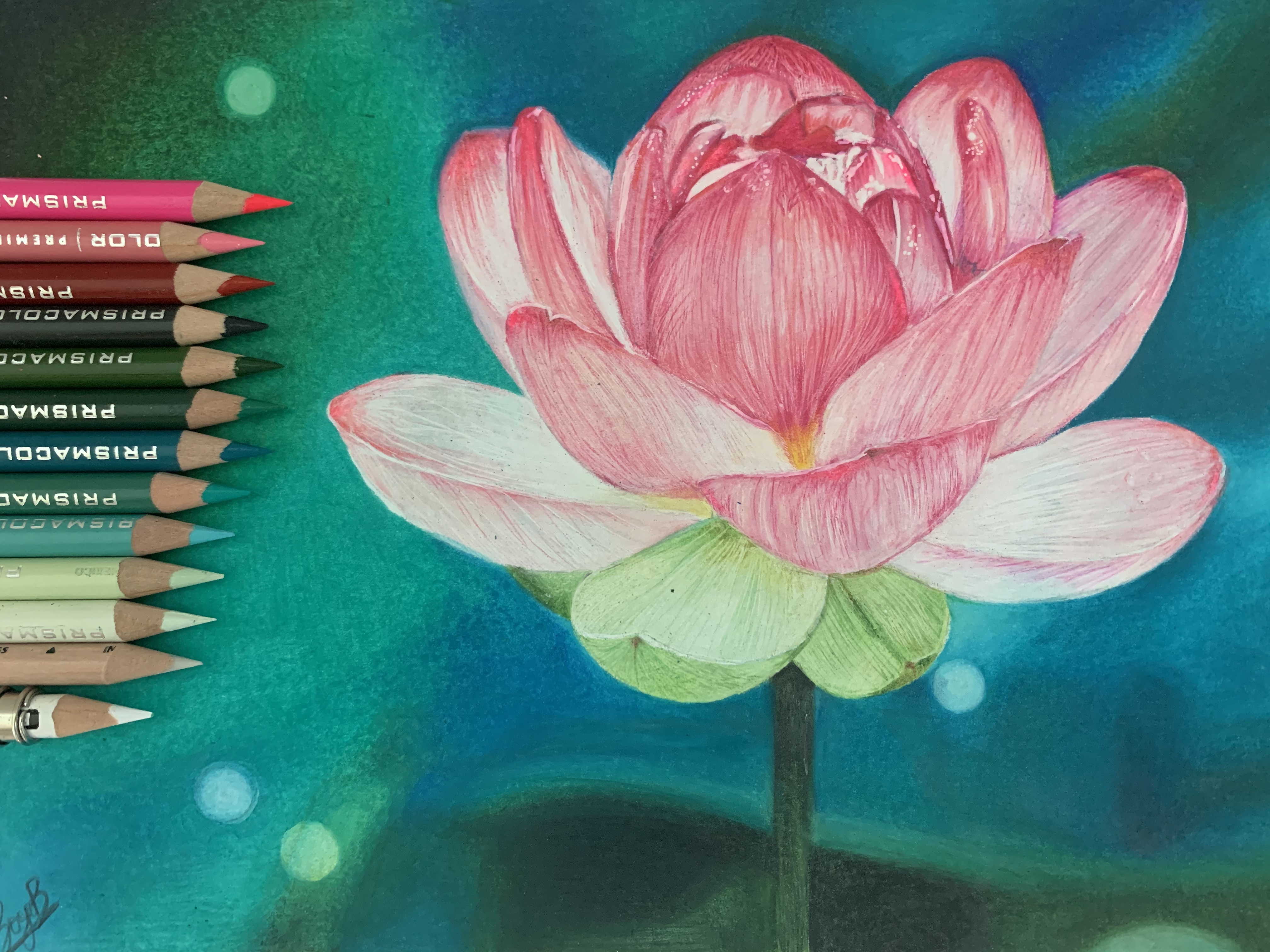 Lotus Drawing
