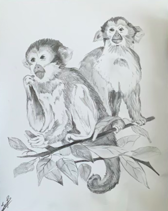 Monkeys Sketch