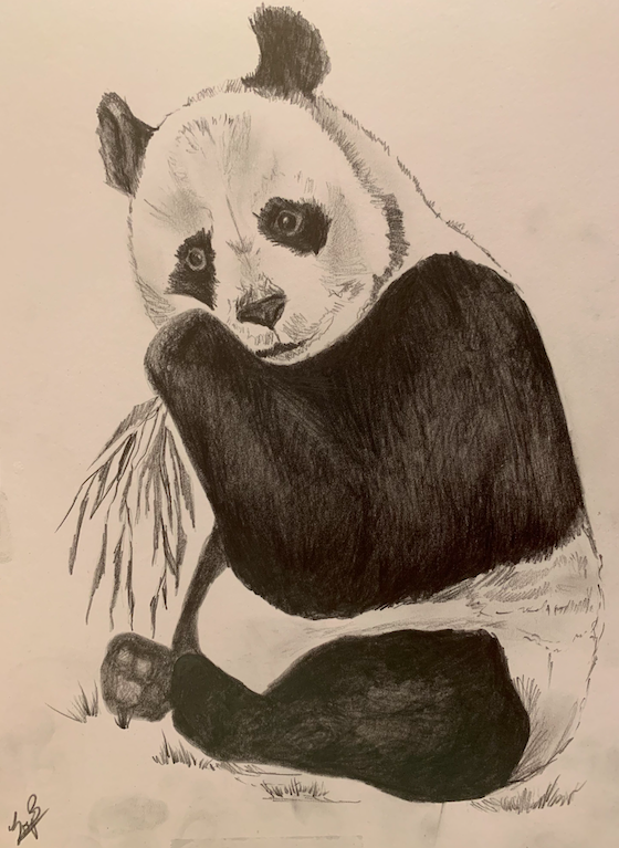 Panda Sketch